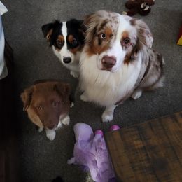 Australian Shepherd All Grown Up from Elk Ridge Australian Sherherds