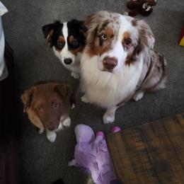 Australian Shepherd All Grown Up from Elk Ridge Australian Sherherds