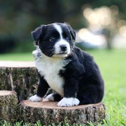 Buster - Black & white male Miniature Australian Shepherd puppy in White Oak, Texas from Triple Lake Ranch Miniature Australian Shepherds