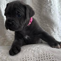 Cozy (Blitzen) - Gray female Cane Corso puppy in Utah from 3Lake Kennelz