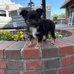 Link - Black tri male Toy Australian Shepherd puppy in Mount Airy, Georgia from North Georgia Gems