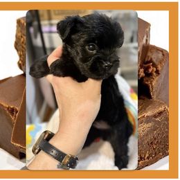 Fudge - Black and tan male Yorkshire Terrier puppy in Annandale, Virginia from Artisan Yorkies LLC