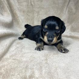 Heinz - Black and tan male Dachshund puppy in Richmond, Virginia from Paw Prints