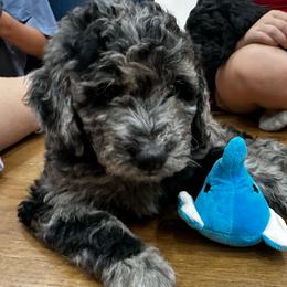 Miss Light Pink - Merle female Goldendoodle puppy in San Diego, California from Sensational Doodles