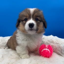 Ally - Sable female Pembroke Welsh Corgi puppy in Minooka, Illinois from Lucky J Corgis