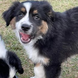 Miniature Australian Shepherds from Angel Love Aussies