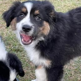 Miniature Australian Shepherds from Angel Love Aussies