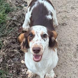 Nessie - Dachshund