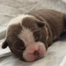 Girl 3- Scarlet - Seal and white female Boston Terrier puppy in Piedmont, South Carolina from The Gentlemen Breed