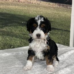 Sophia - Tri-color female Bernedoodle puppy in Lincoln, Nebraska from GRand Doodles