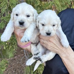 Golden Retriever puppies from Golden Hills Retrievers