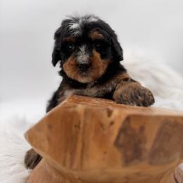Reef Donkey - Tri-color male Bernedoodle puppy in Ocala, Florida from Bernedoodles of Florida
