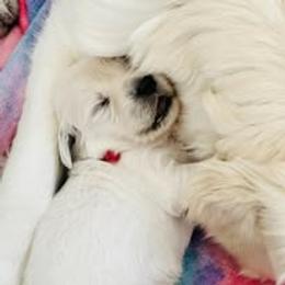 Third Pick Male - Light golden male Golden Retriever puppy in Alaska from Birchwood Goldens