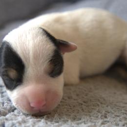 Caesar - Tri-colored male Parson Russell Terrier puppy in Menifee, California from Wendover Terriers