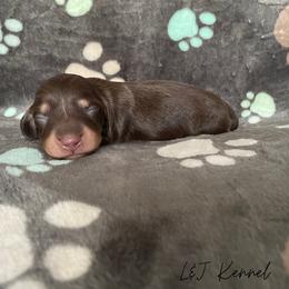 Dachshund Puppies from L & J Kennel