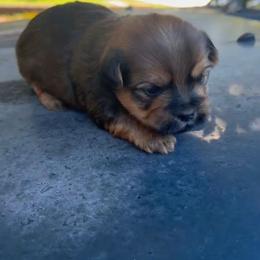 Lord Anthony - Chocolate and tan male Yorkshire Terrier puppy in Houston, Texas from Little things
