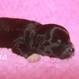 Mia - Black tri female Miniature Australian Shepherd puppy in Godley, Texas from Flying H Toy and Mini Aussies