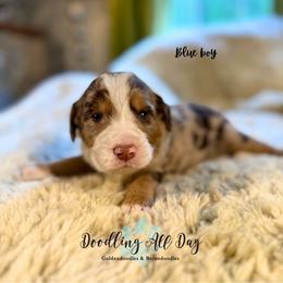 Blue boy - Chocolate merle male Bernedoodle puppy in Valdese, North Carolina from Doodling All Day Goldendoodles