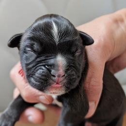 Cruz - Brindle male Boxer puppy in Springfield, Missouri from ReMa Boxers