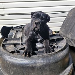 Cane Corso Puppies from RRR Corsos