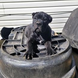 Cane Corso Puppies from RRR Corsos