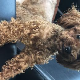 French Bulldogs, Maltese, and Poodles from SilverLining highlands and hounds
