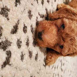 Goldendoodle Puppies from Soule Buddies