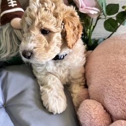 Bernedoodle, Cockapoo, and Goldendoodle Puppies from Avery Doodle Day LLC