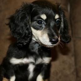 Harlem - Black and cream female Dachshund puppy in Roanoke, Alabama from 3B Doxies