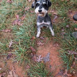 Cupid - Miniature Schnauzer