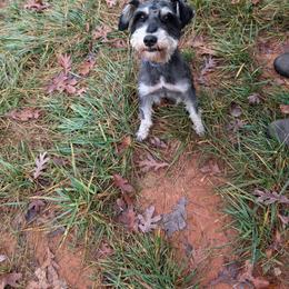 Cupid - Miniature Schnauzer