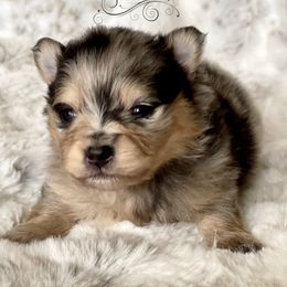 Pomeranian and Pomsky Puppies from Designer Pomeranians