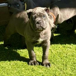 Grey Boy Pink collar - Gray male Cane Corso puppy in Nashville, Tennessee from Worldwide Kennels