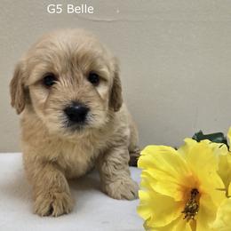 Girl 5 - Cream female Goldendoodle puppy in Milford, Michigan from Servant Kennel