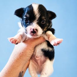 Boy 2 - Black brown and white male Papillon puppy in Sweetwater, Tennessee from HSF Papillons