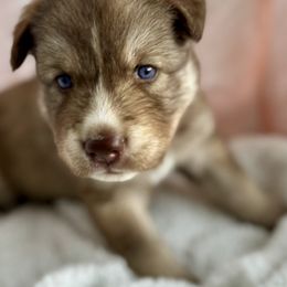 Siberian Husky Puppies from Southern Siberian Huskies of SW Florida