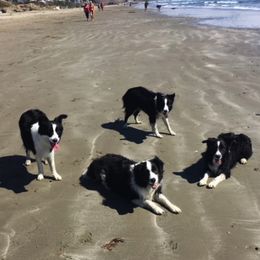 Border Collies from Embrace Border Collies