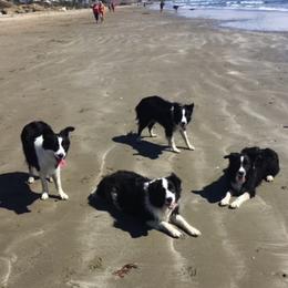 Border Collies from Embrace Border Collies