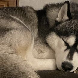 Siberian Huskies from Shinko Siberians