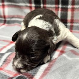 Boy 1 - Parti male Miniature Schnauzer puppy in Boaz, Alabama from Sweet Home Schnauzers