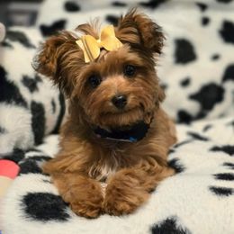 Biewer Terrier, Yorkipoo, and Yorkshire Terrier Puppies from Tiny Paws Luxury Pets