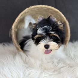 Theo 2,550 - Black tan and white male Biewer Terrier puppy in Liberty, Texas from Tiny Yorkshire pups