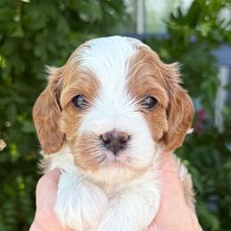 Flim - Blenheim male Cavapoo puppy in Tucson, Arizona from Adored Poodle & Doodles