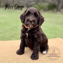 Miss Orange - Chocolate female Australian Labradoodle puppy in Hartshorne, Oklahoma from Jena Edmond