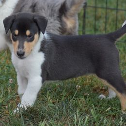 Smooth Tri Male - Black white and tan male Collie puppy in Danville, Pennsylvania from Brookwood Collies, Smooth & Rough