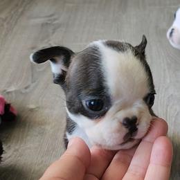 Eden - Seal and white female Boston Terrier puppy in Morristown, Tennessee from Down in the Holler