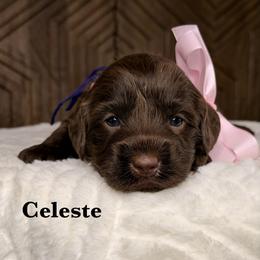Celeste - Chocolate female Australian Labradoodle puppy in Citrus Heights, California from Elite Blend Labradoodles