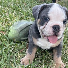 Stanley - Olde English Bulldogge puppy in New Smyrna Beach, Florida from Boomers Bullies