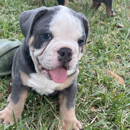 Stanley - Olde English Bulldogge puppy in New Smyrna Beach, Florida from Boomers Bullies