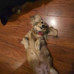 Cece - Dachshund